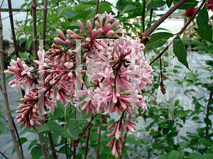 Picture of Syringa x chinensis 'Lilac Sunday'