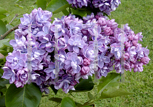 Picture of Syringa x 'Ami Schott'