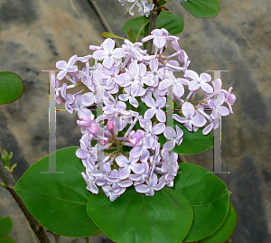 Picture of Syringa oblata var. dilatata 'Cheyenne'