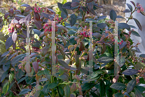 Picture of Vaccinium corymbosum 'Sunshine Blue'