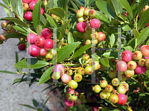 Picture of Vaccinium x 'Pink Lemonade'