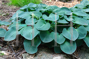 Picture of Hosta  'Blue Mouse Ears'