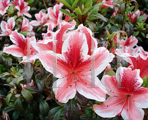 Picture of Rhododendron (subgenus Azalea) 'Ben Morrison'