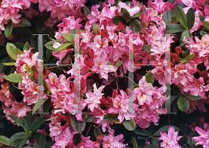 Picture of Rhododendron (subgenus Azalea) 'Maggie Brown'