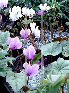 Picture of Cyclamen hederifolium 'Silver Form'