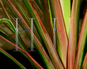 Picture of Phormium tenax 'Candy Stripe'