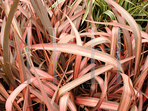 Picture of Phormium  'Pink Panther'