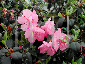 Picture of Rhododendron (subgenus Rhododendron) 'Bubblegum'