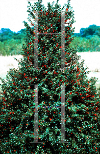 Picture of Ilex x 'Rutzan (Red Beauty)'