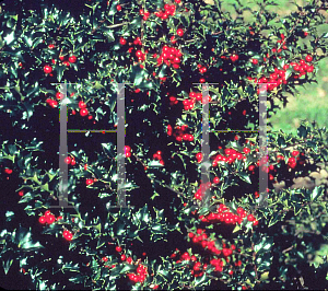 Picture of Ilex x 'Rutzan (Red Beauty)'