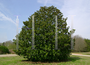 Picture of Magnolia grandiflora 'Bracken's Brown Beauty'