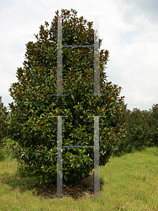 Picture of Magnolia grandiflora 'Bracken's Brown Beauty'