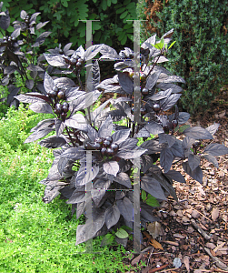 Picture of Capsicum annuum var. annuum 'Black Pearl'