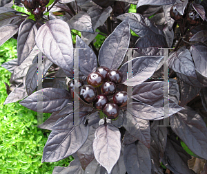 Picture of Capsicum annuum var. annuum 'Black Pearl'