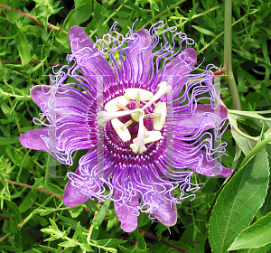 Picture of Passiflora caerulea 