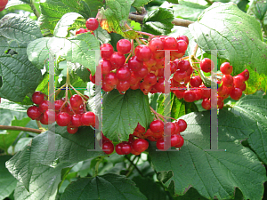 Picture of Viburnum opulus 