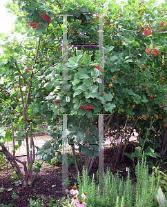 Picture of Viburnum opulus 