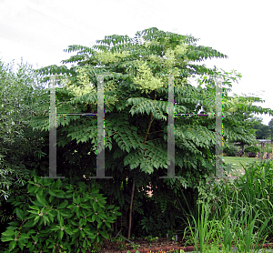 Picture of Aralia spinosa 