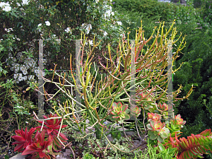 Picture of Euphorbia tirucalli 'Sticks on Fire'