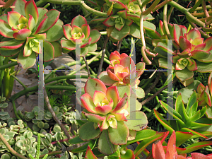 Picture of Aeonium haworthii 'Tricolor'