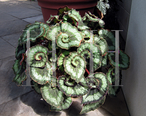 Picture of Begonia rex cultorum hybrids 'Escargot'