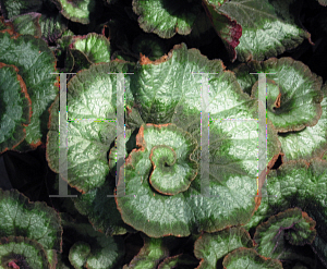 Picture of Begonia rex cultorum hybrids 'Escargot'