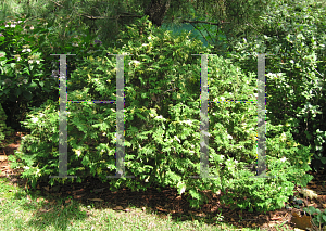 Picture of Chamaecyparis pisifera 'Plumosa Aureavariagata Nana'