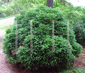 Picture of Cryptomeria japonica 'Globosa Nana'