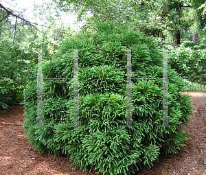Picture of Cryptomeria japonica 'Globosa Nana'