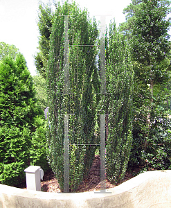 Picture of Ilex crenata 'Sky Pencil'