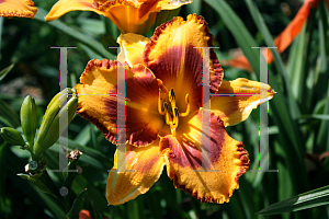 Picture of Hemerocallis  'VT Spirit'