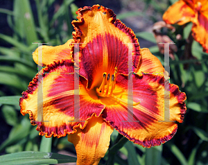 Picture of Hemerocallis  'VT Spirit'