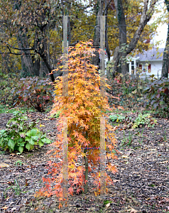 Picture of Acer palmatum 'Ryusen'