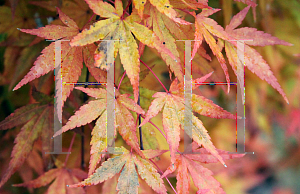 Picture of Acer palmatum 'Ryusen'