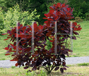 Picture of Cotinus coggygria 'Purpureus'