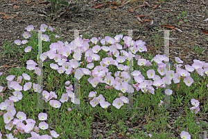 Picture of Oenothera speciosa 'Siskiyou'