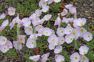 Picture of Oenothera speciosa 'Siskiyou'