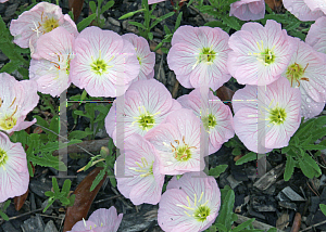 Picture of Oenothera speciosa 'Siskiyou'