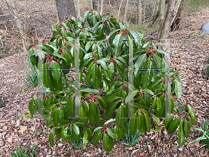 Picture of Daphniphyllum macropodum 