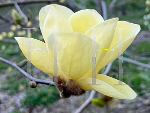 Picture of Magnolia x 'Lois'