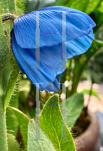 Picture of Meconopsis betonicifolia 'Lingholm'