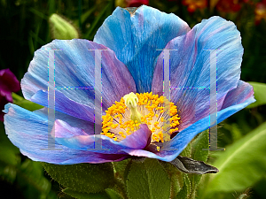 Picture of Meconopsis betonicifolia 'Lingholm'