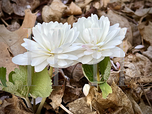 Picture of Sanguinaria canadensis 'Multiplex'