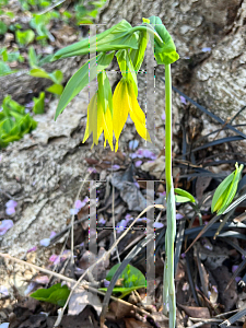 Picture of Uvularia grandiflora 