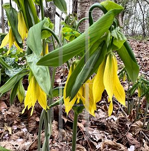 Picture of Uvularia grandiflora 