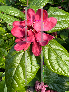 Picture of Calycanthus raulstonii 'Hartlage Wine'
