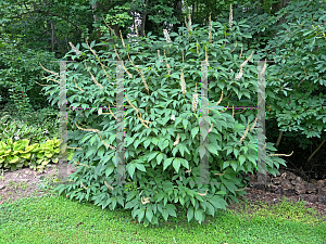 Picture of Aesculus parviflora 