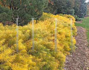 Picture of Amsonia hubrichtii 