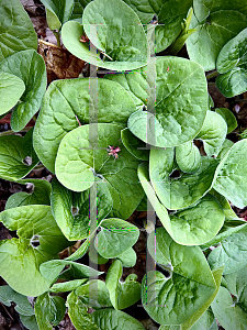 Picture of Asarum canadense 