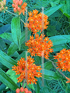 Picture of Asclepias tuberosa 